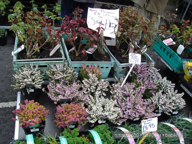 Две куклы из маленького английского городка Стамфорд