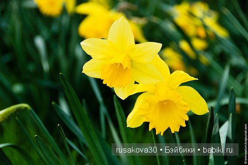 Wales ,Cymru - Уэльс — Туризм и путешествия: фотоотчеты из поездок (фото 8)