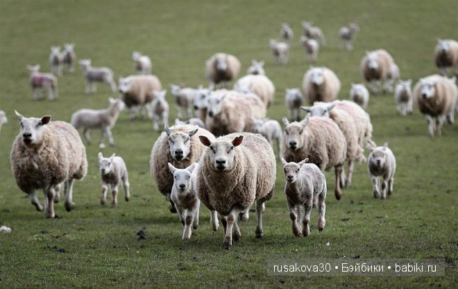Wales ,Cymru - Уэльс — Туризм и путешествия: фотоотчеты из поездок