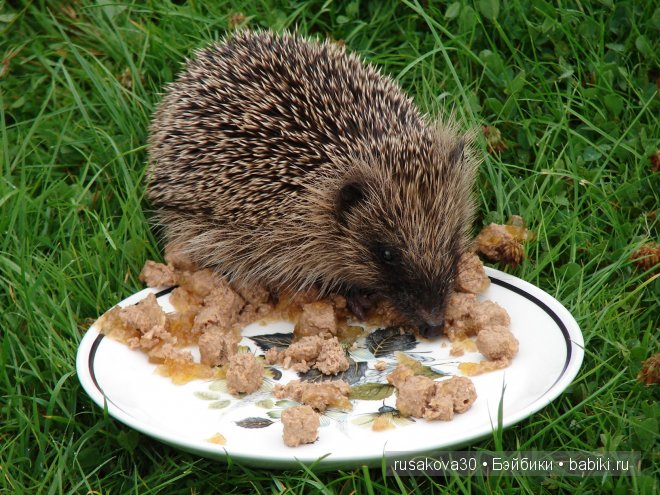 Английский завтрак, обед и ужин .....или едим не дома