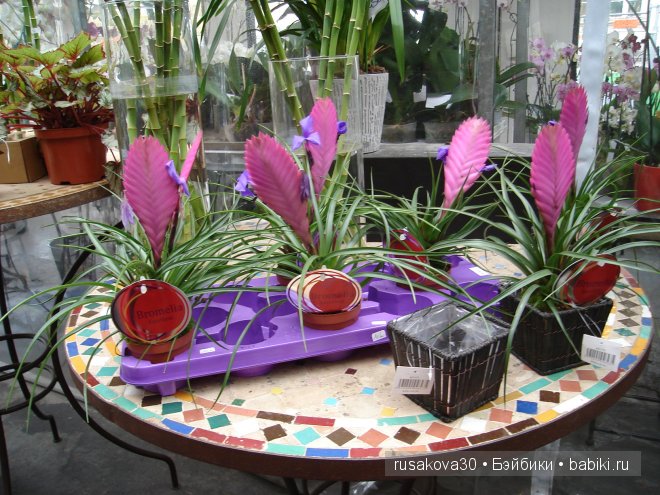 «Увидеть Париж и умереть» ....продолжение