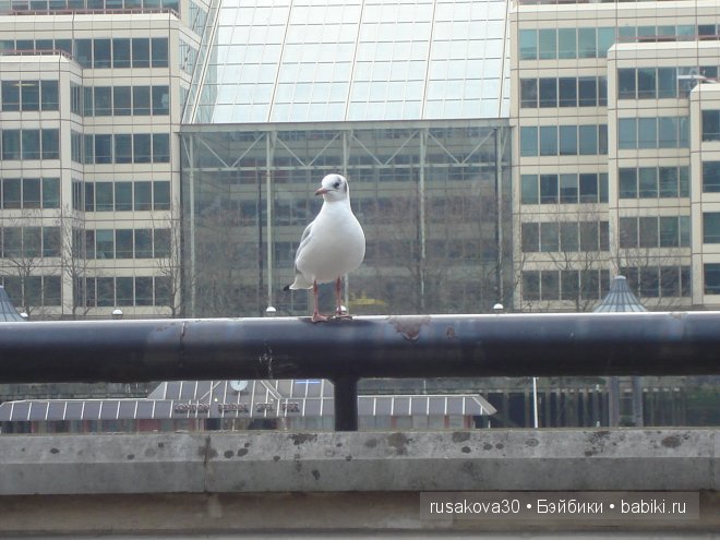 Лондон ,антикварный магазин (фото 4)