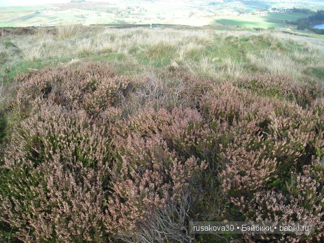 Графство Шарлотте Бронте — Туризм и путешествия: фотоотчеты из поездок