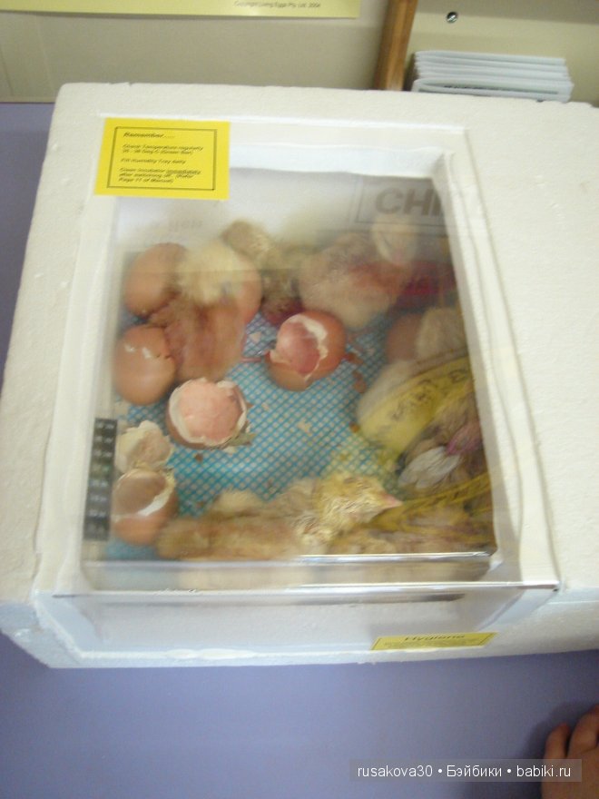 Английский детский садик | Бэйбики Английский детский садик — Болталка и разговоры обо всем: жизнь