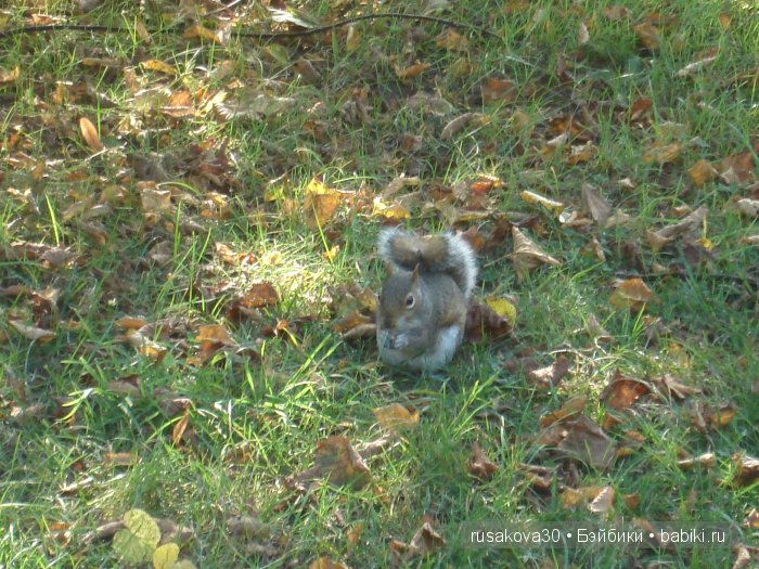 Лондон ,антикварный магазин