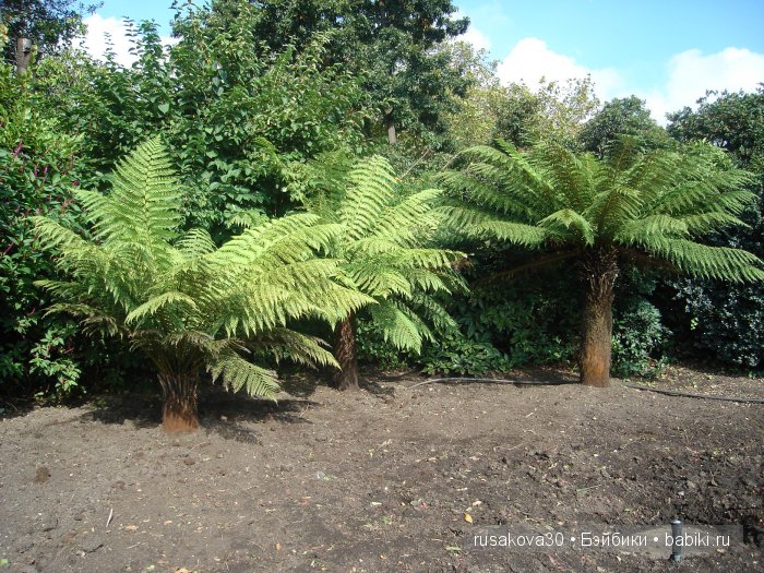 Лондон ,антикварный магазин