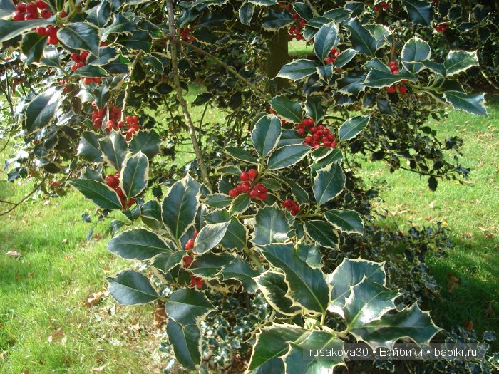 Лондон ,антикварный магазин