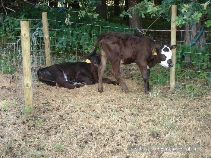 Выставка старинных машин в деревне Weeting