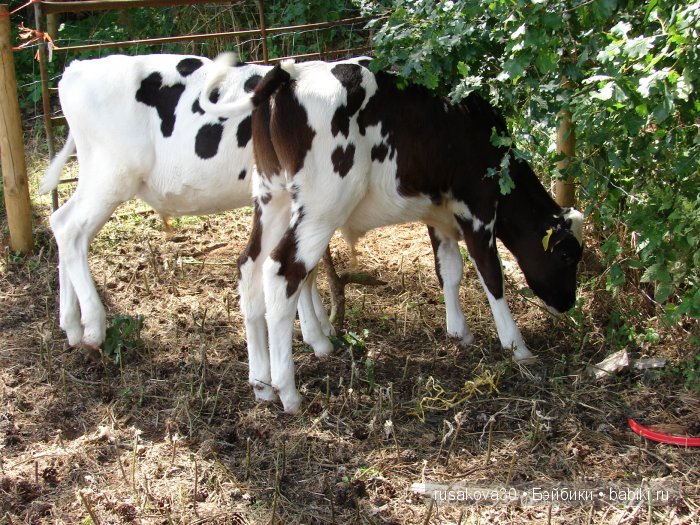 Выставка старинных машин в деревне Weeting