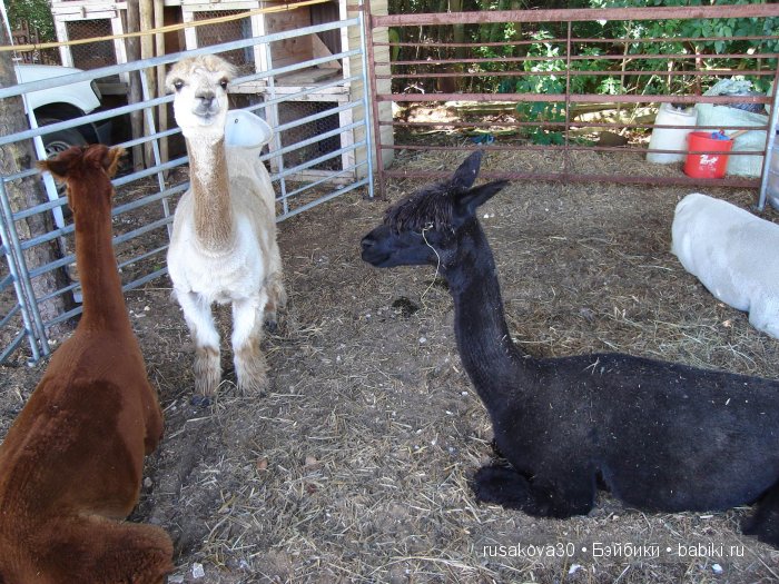 Выставка старинных машин в деревне Weeting