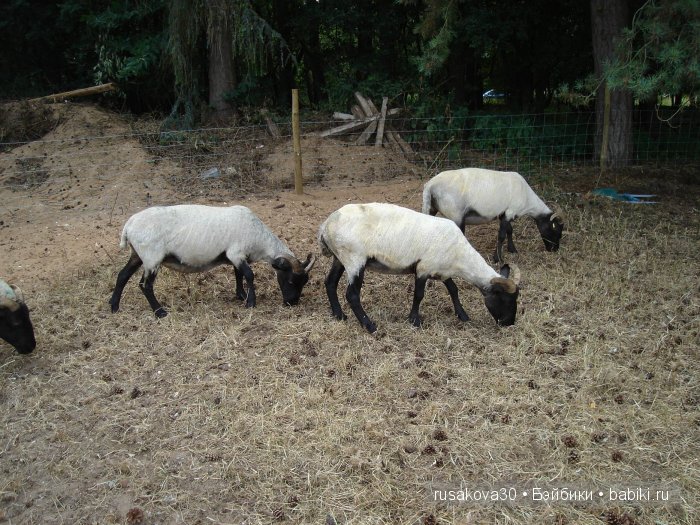 Выставка старинных машин в деревне Weeting