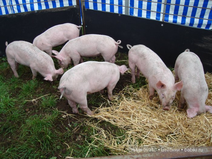 Выставка старинных машин в деревне Weeting