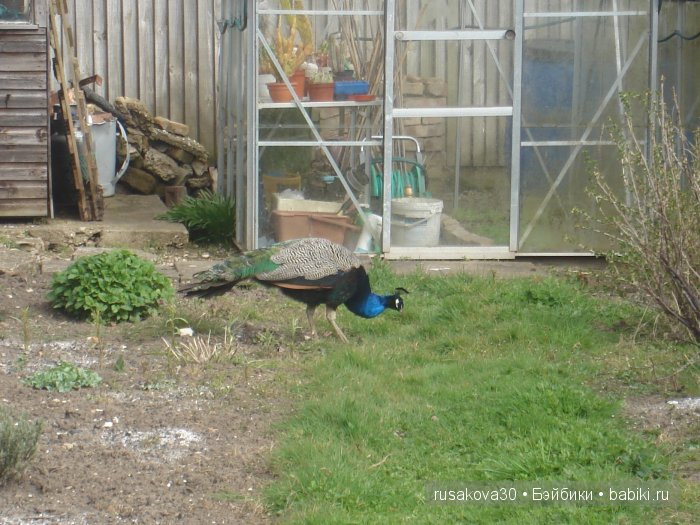 Весенние краски с Беатрик от Хелен Киш