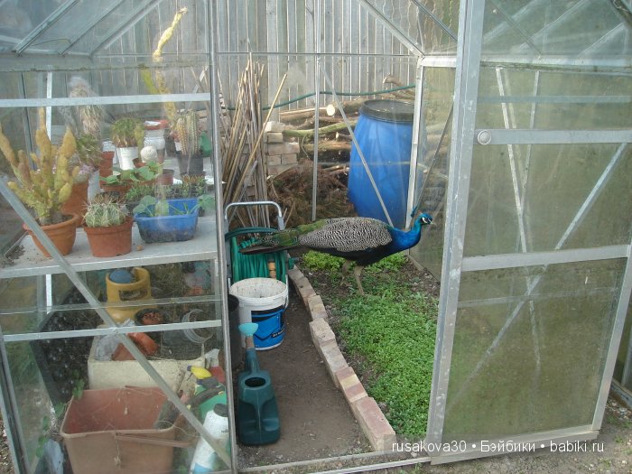 Весенние краски с Беатрик от Хелен Киш