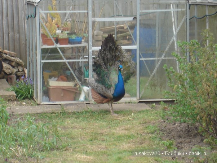 Весенние краски с Беатрик от Хелен Киш