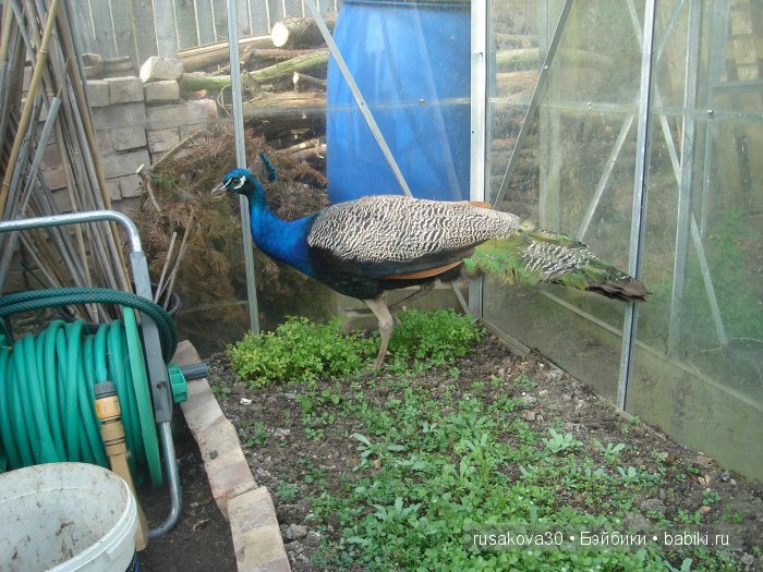 Весенние краски с Беатрик от Хелен Киш