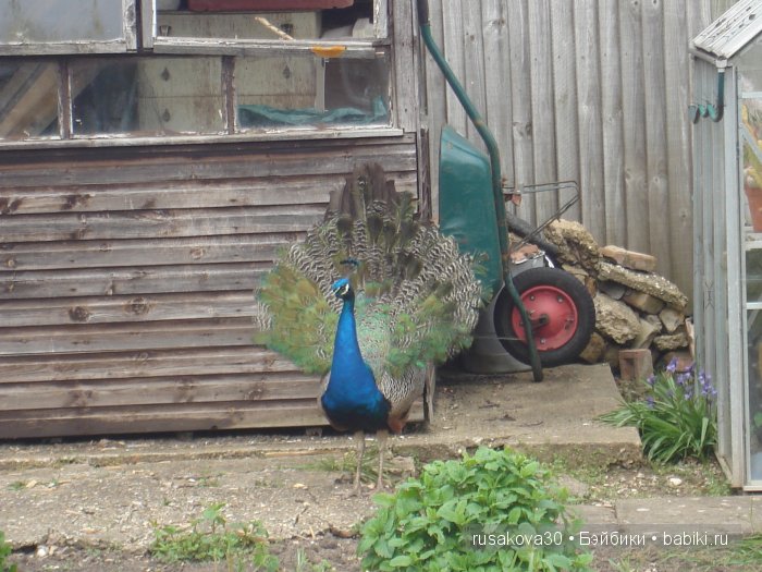 Весенние краски с Беатрик от Хелен Киш
