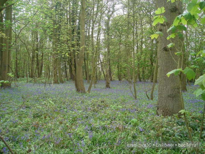 Весенние краски с Беатрик от Хелен Киш (фото 6)