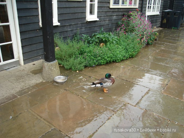 Вкусный топик ( не читать на ночь ) (фото 3)