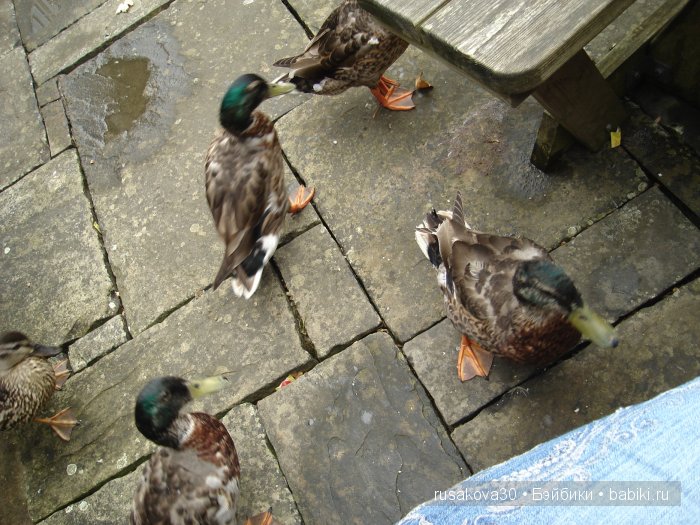 Вкусный топик ( не читать на ночь ) (фото 7)