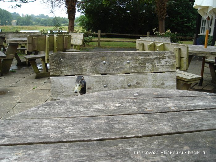 Вкусный топик ( не читать на ночь ) (фото 9)