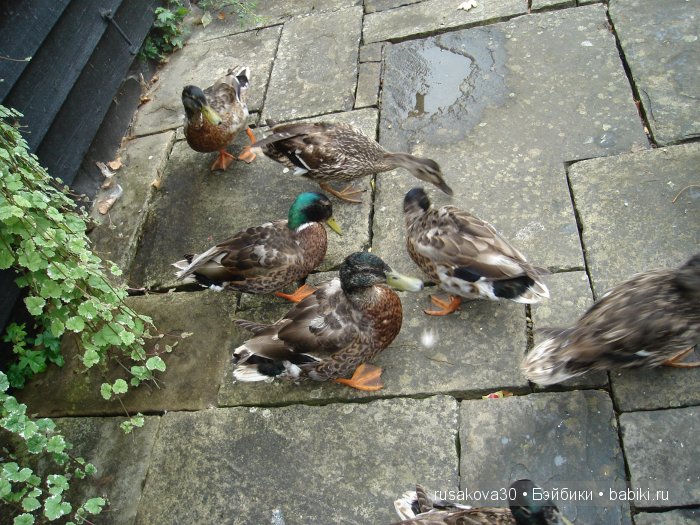 Вкусный топик ( не читать на ночь ) (фото 6)