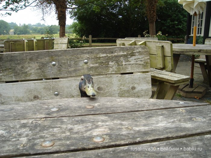 Вкусный топик ( не читать на ночь ) (фото 10)