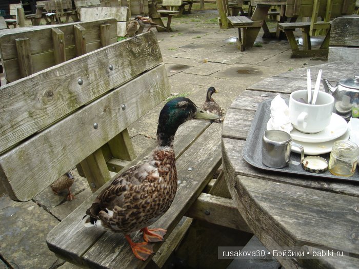 Вкусный топик ( не читать на ночь )