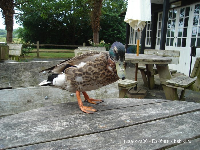 Вкусный топик ( не читать на ночь )