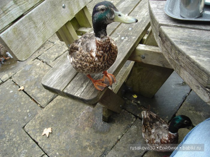 Вкусный топик ( не читать на ночь )