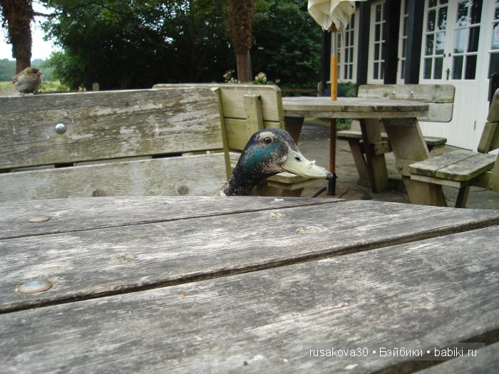 Вкусный топик ( не читать на ночь ) (фото 8)