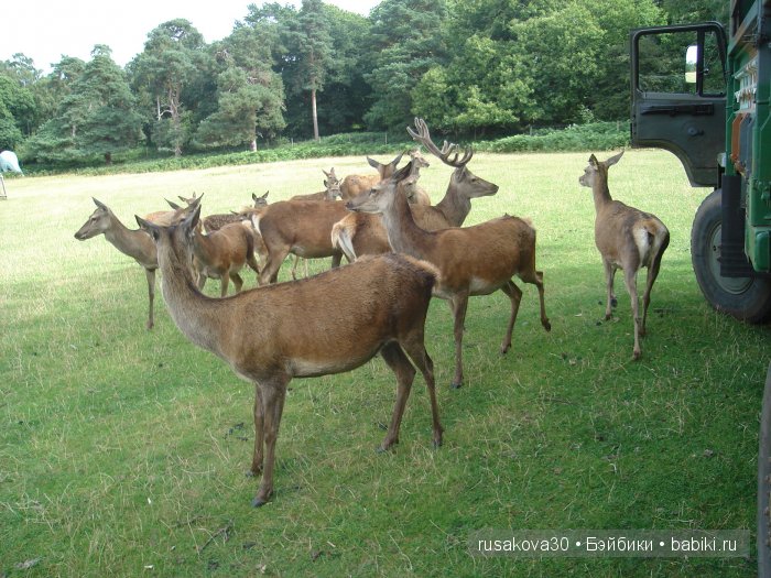Экскурсия в парк динозавров