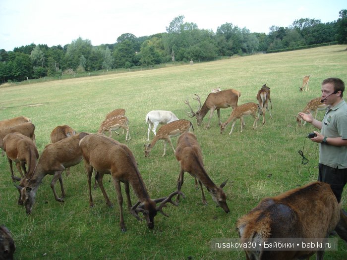 Экскурсия в парк динозавров