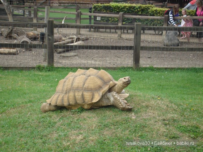 Экскурсия в парк динозавров