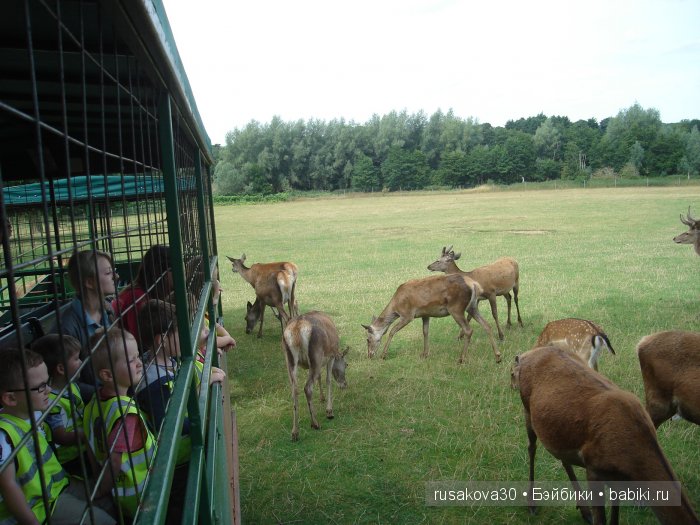 Экскурсия в парк динозавров