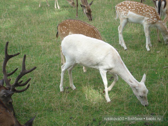 Экскурсия в парк динозавров