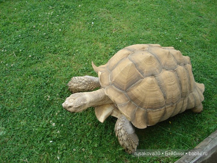 Экскурсия в парк динозавров