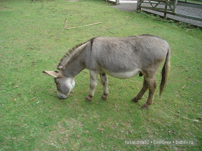Экскурсия в парк динозавров
