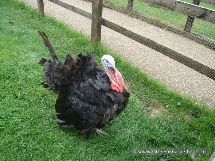 Экскурсия в парк динозавров