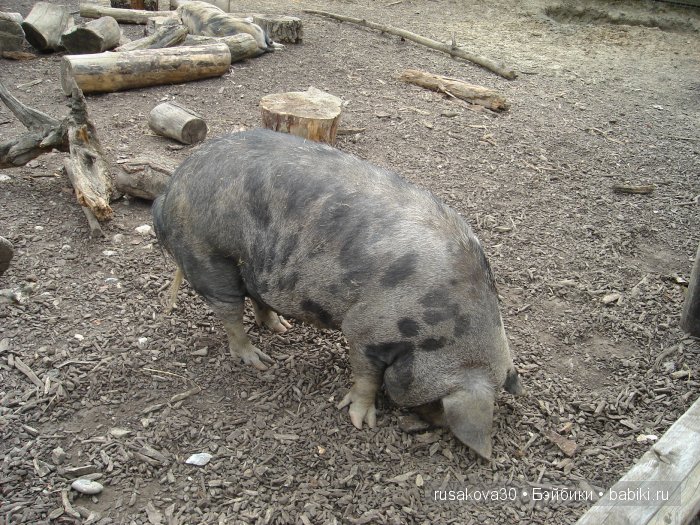 Экскурсия в парк динозавров