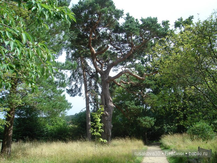 Джо́зеф Ре́дьярд Ки́плинг "Сказки старой Англии."(продолжение )