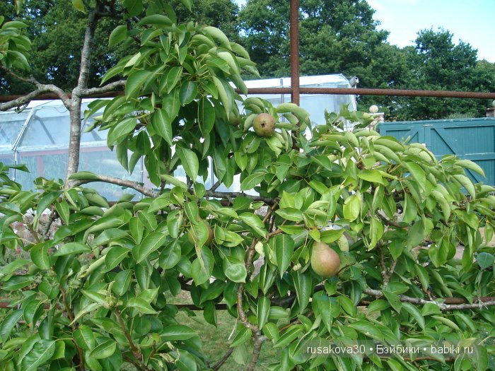 Джо́зеф Ре́дьярд Ки́плинг "Сказки старой Англии."(продолжение )