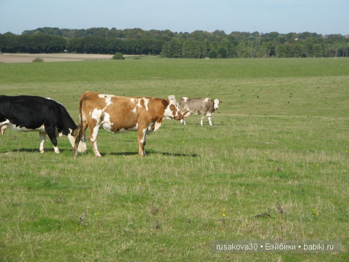 Вудхендж ,еще одна загадка древнего мира