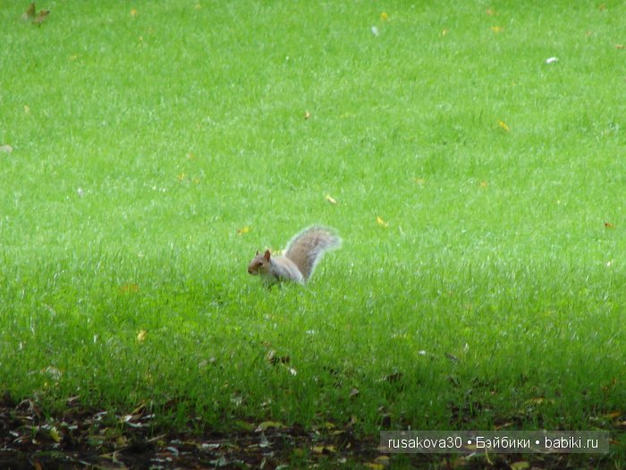 По следам Алисы и белого кролика...(продолжение ) (фото 8)