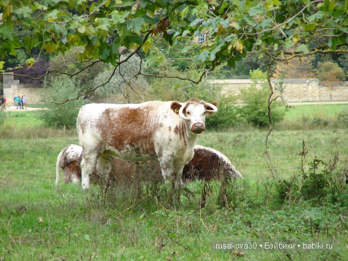 По следам Алисы и белого кролика...(продолжение )