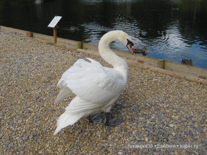 Деревня Бибури (Bibury Village) или как мы форелькой любовались (фото 10)
