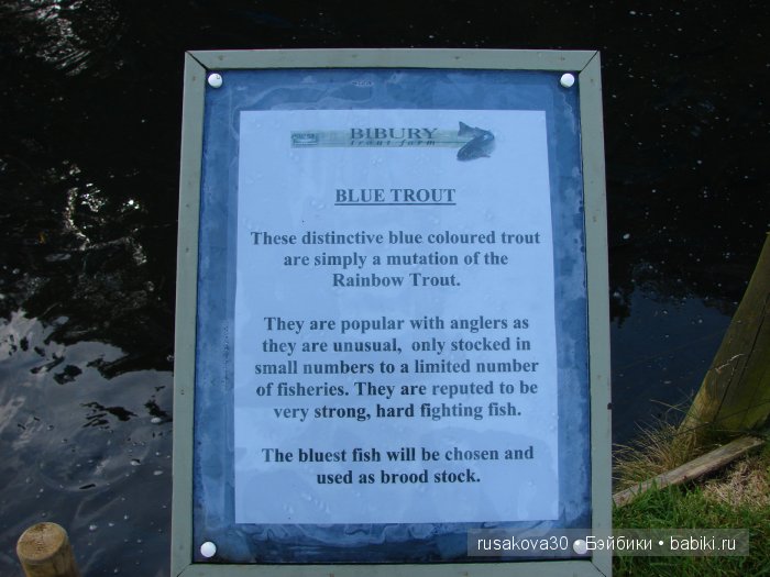 Деревня Бибури (Bibury Village) или как мы форелькой любовались (фото 4)