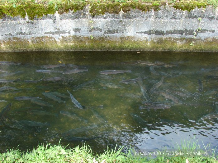 Деревня Бибури (Bibury Village) или как мы форелькой любовались