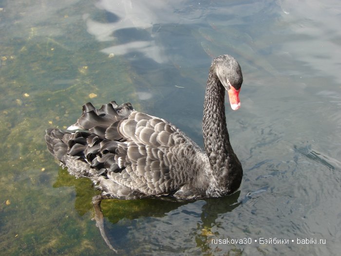 Деревня Бибури (Bibury Village) или как мы форелькой любовались