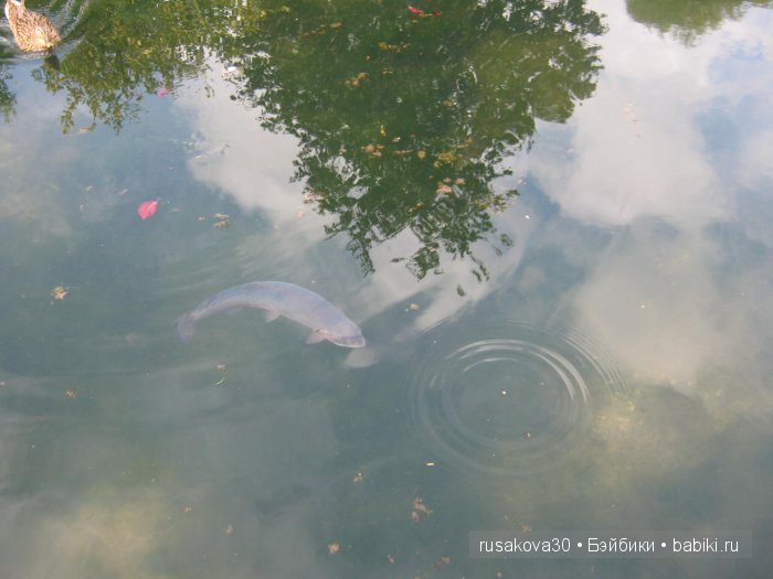 Деревня Бибури (Bibury Village) или как мы форелькой любовались (фото 8)